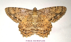 Epimecis subroraria