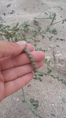 Heliotropium ellipticum