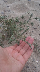 Heliotropium ellipticum