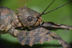 Neoclides marshallae