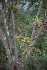 Tillandsia polystachia