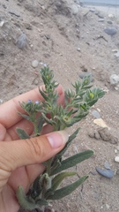 Anchusa arvensis orientalis