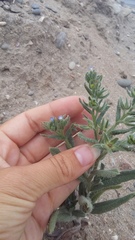 Anchusa arvensis orientalis