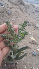 Anchusa arvensis orientalis