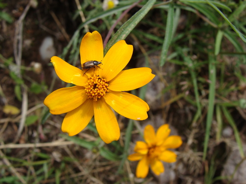 Image of Zinnia angustifolia by (c) Alexis López Hernández, some rights reserved (CC BY)