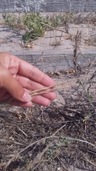 Thinopyrum bessarabicum