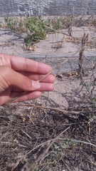 Thinopyrum bessarabicum