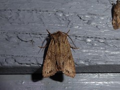 Ichneutica averilla