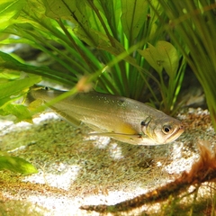 Payara photo 5