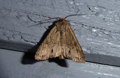 Ichneutica averilla