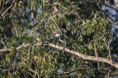 Polioptila caerulea