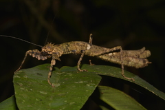 Neoclides marshallae