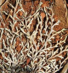 Selaginella nivea nivea