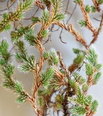 Selaginella nivea nivea