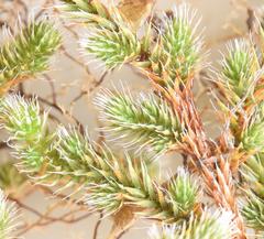Selaginella nivea nivea