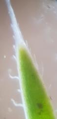 Selaginella nivea nivea