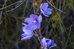 Thelymitra purpurata