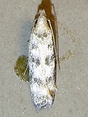 Dichomeris inversella