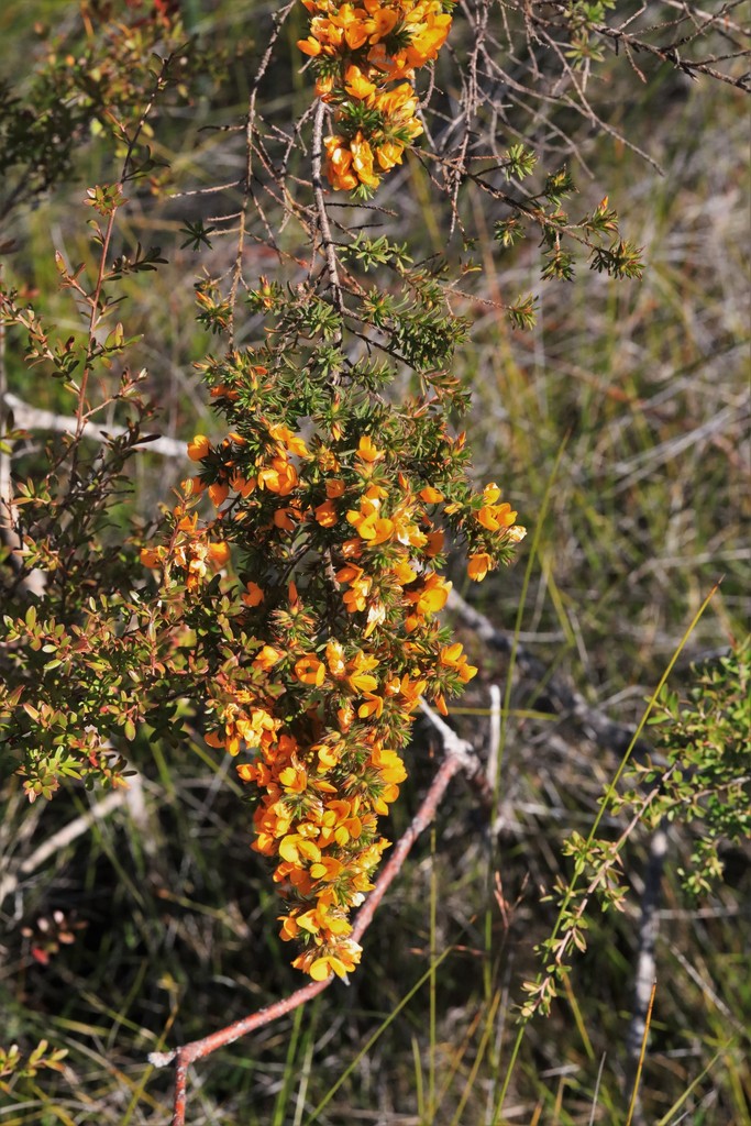 Hairy Bush Pea From Arrawarra Nsw Australia On August At