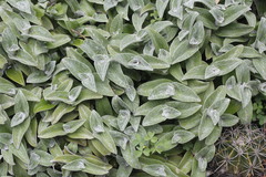 Tradescantia sillamontana