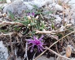 Centaurea glaberrima divergens