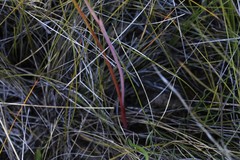 Thelymitra purpurata