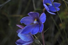Thelymitra purpurata