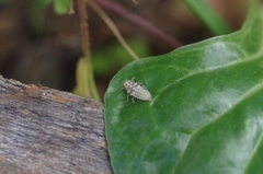 Psyllobora confluens