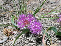 Allium platycaule