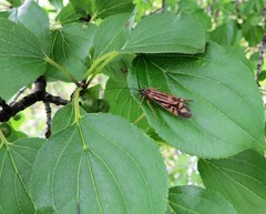 Macrostemum zebratum