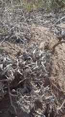 Convolvulus lineatus