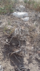 Convolvulus lineatus