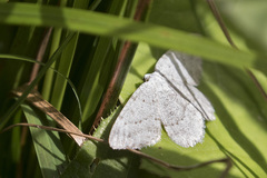 Gnophini