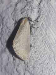 Chrysoecia thoracica