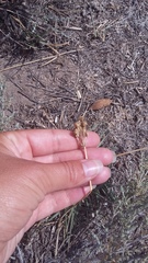 Allium flavum tauricum