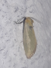 Chrysoecia thoracica
