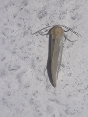 Chrysoecia thoracica