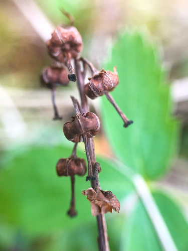 Vienašalė užgina nuotrauka