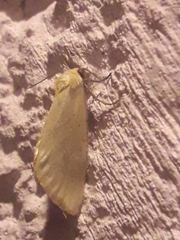 Chrysoecia thoracica