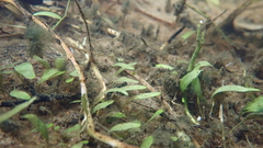 Utricularia uliginosa