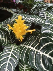 Aphelandra squarrosa