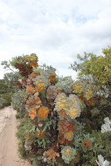 Hakea victoria