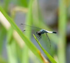Brachydiplax farinosa
