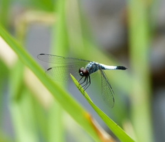 Brachydiplax farinosa