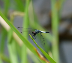 Brachydiplax farinosa