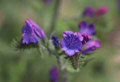Echium vulgare pustulatum