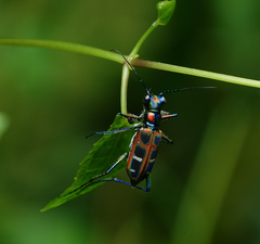 Cosmodela barmanica
