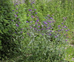 Echium vulgare pustulatum