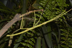 Pharnacia ponderosa
