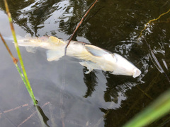 Catostomus catostomus